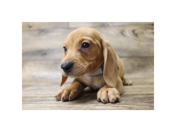 Dachshund DOG Male Red 1152 Petland Gallipolis, OH