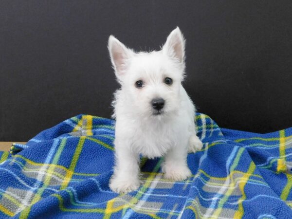 West Highland White Terrier-DOG-Male-White-1156-Petland Gallipolis, OH