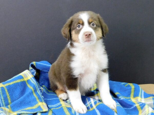 Miniature Australian Shepherd DOG Male RED TRI 1154 Petland Gallipolis, OH