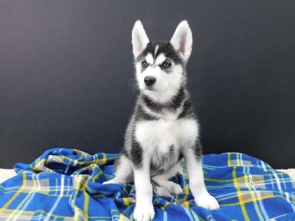 Siberian Husky DOG Female Black & White 1153 Petland Gallipolis, OH