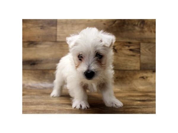 West Highland White Terrier DOG Male White 1161 Petland Gallipolis, OH