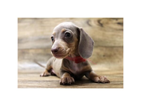 Dachshund DOG Female Fawn (Isabella) / Tan 1162 Petland Gallipolis, OH