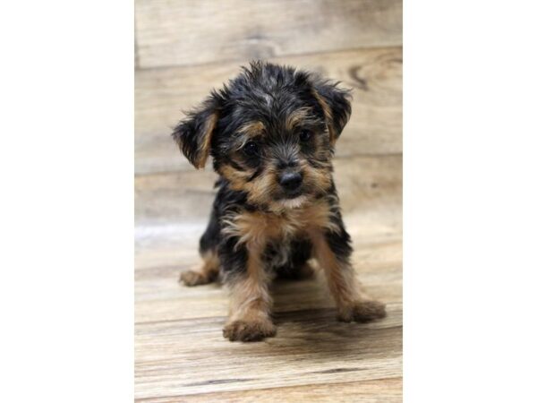 Yorkshire Terrier DOG Female Black / Tan 1163 Petland Gallipolis, OH