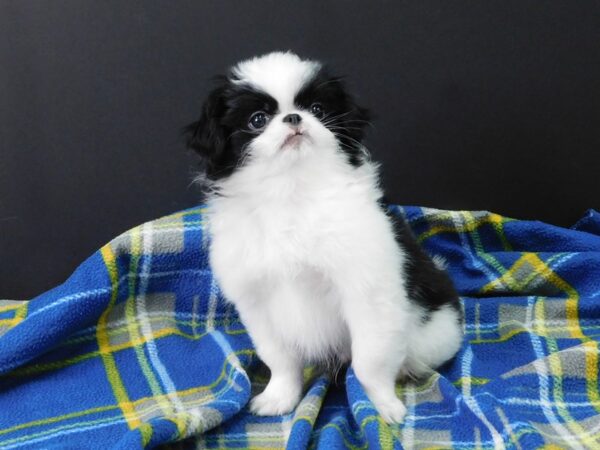 Japanese Chin DOG Male Black & White 1157 Petland Gallipolis, OH