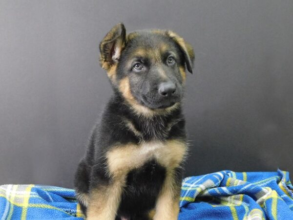 German Shepherd DOG Male Black & Tan 1164 Petland Gallipolis, OH