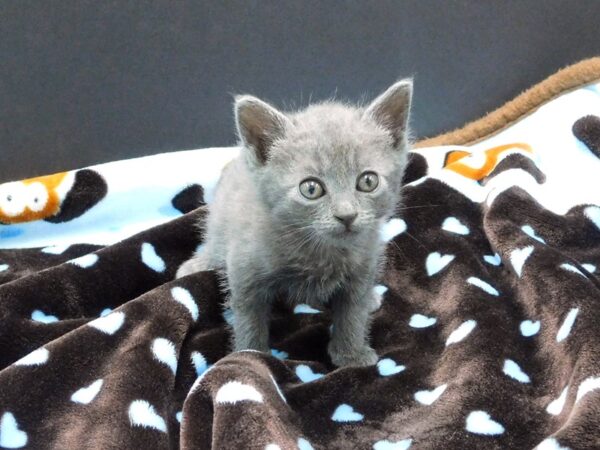 Domestic Long Hair-CAT-Male-Gray-1170-Petland Gallipolis, OH