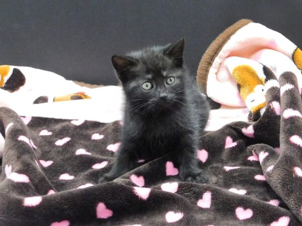 Domestic Long Hair CAT Female Black 1169 Petland Gallipolis, OH