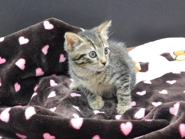 Domestic Short Hair-CAT-Female-Brown Tabby-1166-Petland Gallipolis, OH