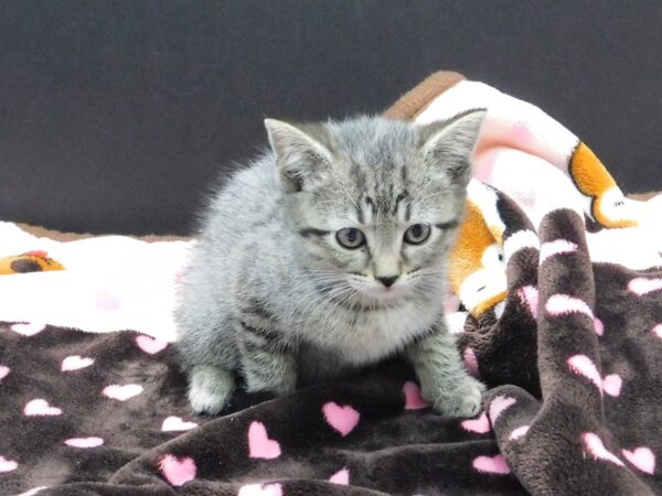 Domestic Short Hair-CAT-Female-Gray Tabby-1165-Petland Gallipolis, OH