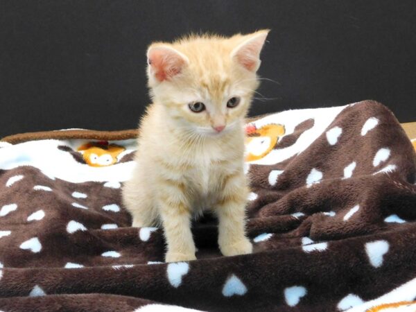 Domestic Short Hair-CAT-Male-Orange Tabby-1167-Petland Gallipolis, OH