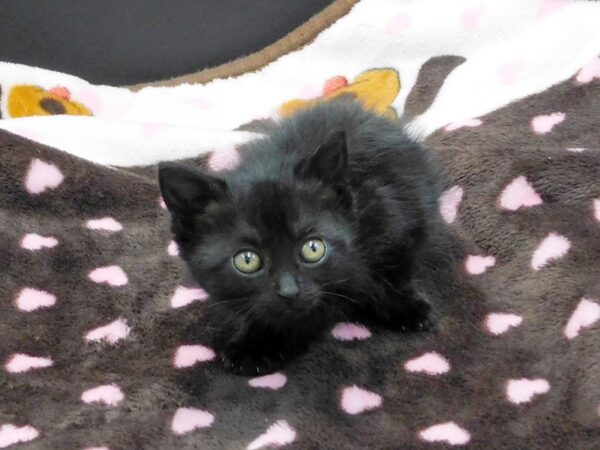 Domestic Long Hair CAT Female Black 1168 Petland Gallipolis, OH