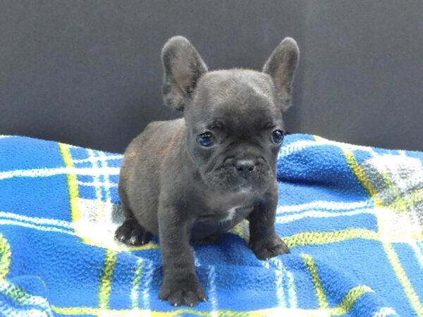 French Bulldog DOG Male Brindle 1172 Petland Gallipolis, OH