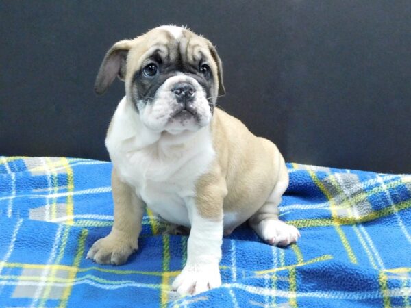 English Bulldog-DOG-Male-Fawn & White-1171-Petland Gallipolis, OH