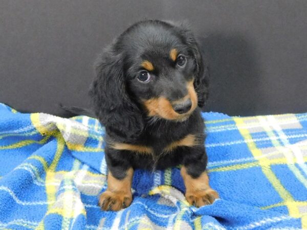 Dachshund DOG Female black tan 1174 Petland Gallipolis, OH