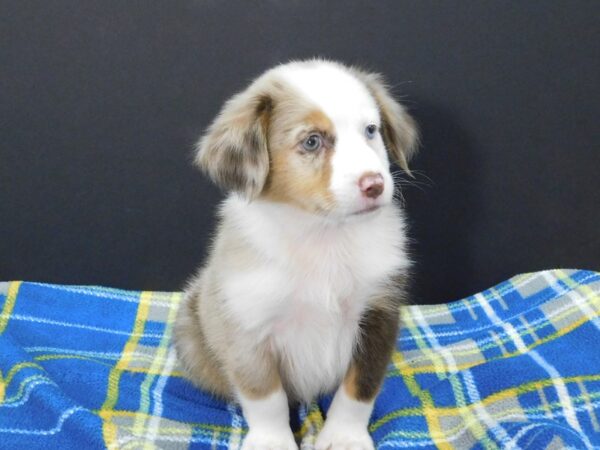 Mini Aussie DOG Male RED MERLE 1173 Petland Gallipolis, OH