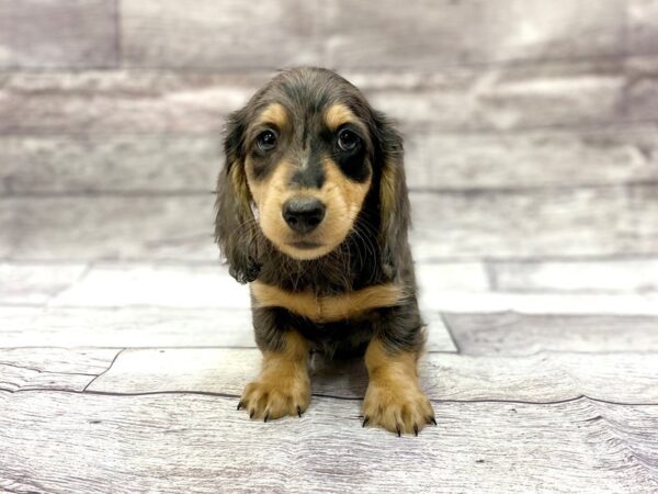 Dachshund DOG Male Silver Dapple 1180 Petland Gallipolis, OH