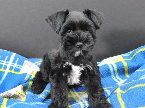 Mini Schnauzer DOG Male Black & White 1175 Petland Gallipolis, OH