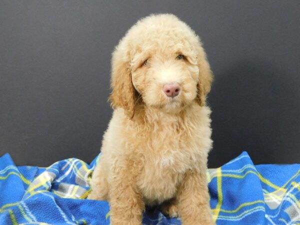 Goldendoodle DOG Female Cream 1176 Petland Gallipolis, OH