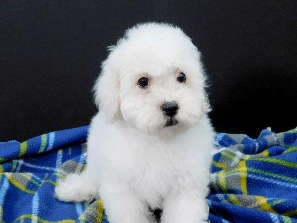 Poo Chon DOG Male WHITE 1177 Petland Gallipolis, OH