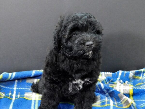 Lhasa Apso DOG Female BLK 1178 Petland Gallipolis, OH