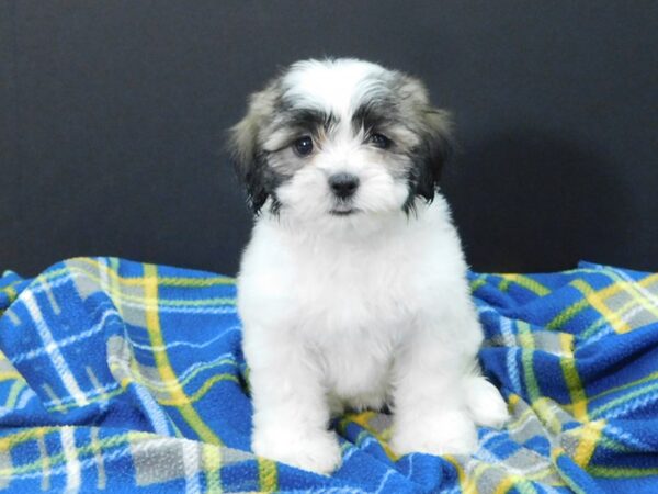 Teddy Bear-DOG-Female-BRN WH-1179-Petland Gallipolis, OH