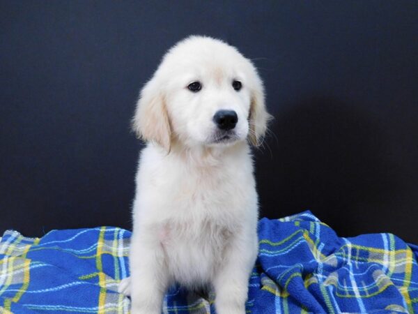 Golden Retriever DOG Female Light Golden 1181 Petland Gallipolis, OH