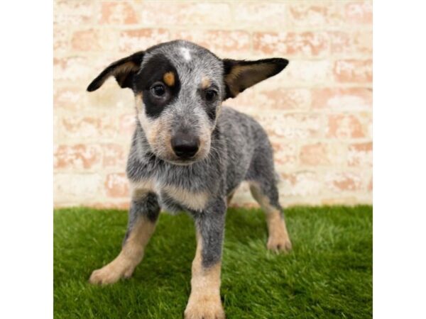 Australian Cattle Dog DOG Male Black 1186 Petland Gallipolis, OH