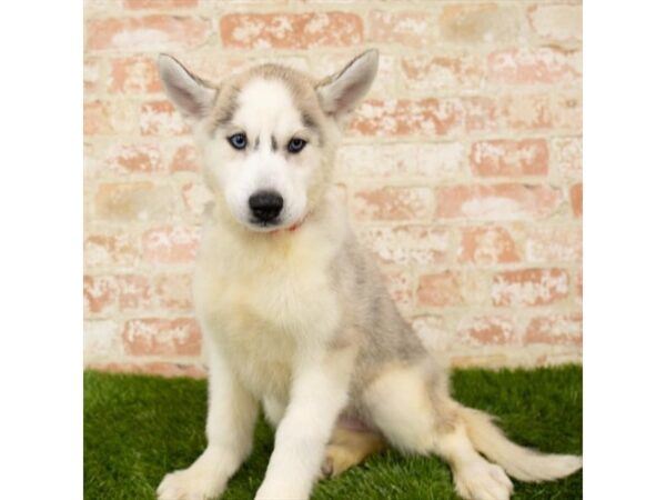 Siberian Husky DOG Female Gray / White 1187 Petland Gallipolis, OH