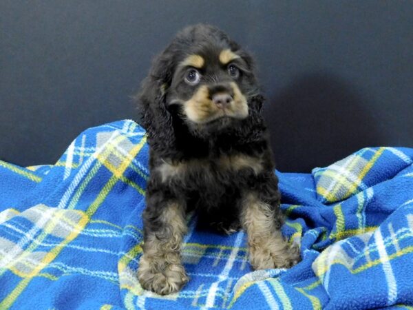 Cocker Spaniel-DOG-Female-CHOC TAN-1184-Petland Gallipolis, OH