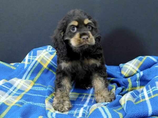 Cocker Spaniel DOG Female CHOC TAN 1184 Petland Gallipolis, OH