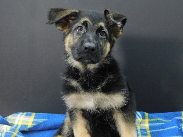 German Shepherd-DOG-Female-Black & Tan-1182-Petland Gallipolis, OH