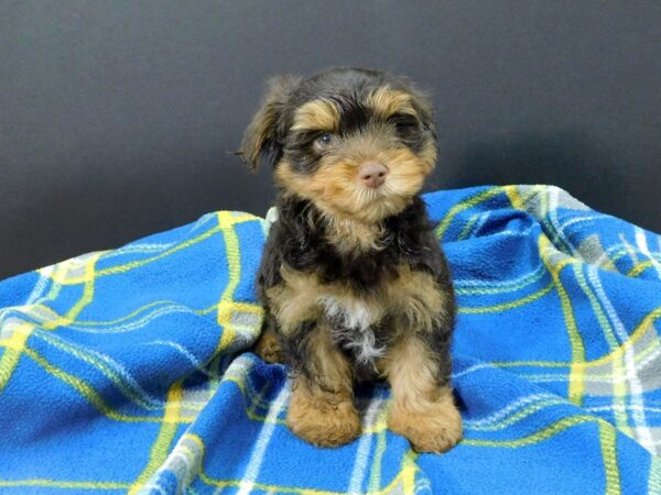 Yorkshire Terrier DOG Male CHOC TAN 1183 Petland Gallipolis, OH