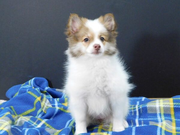 Pomeranian DOG Female Sable / White 1185 Petland Gallipolis, OH