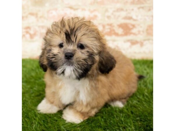 Shih Tzu-DOG-Female-Gold-1189-Petland Gallipolis, OH