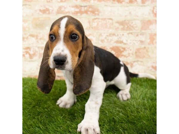 Basset Hound DOG Male Black White / Tan 1190 Petland Gallipolis, OH