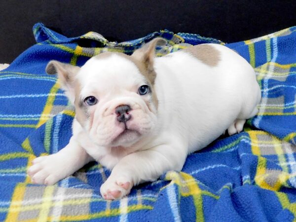 Mini Bulldog DOG Male Blue Fawn & White 1195 Petland Gallipolis, OH