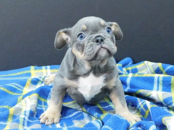 Mini Bulldog DOG Female Blue 1196 Petland Gallipolis, OH