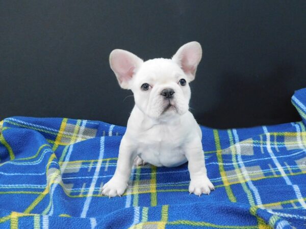 French Bulldog DOG Male Cream 1197 Petland Gallipolis, OH