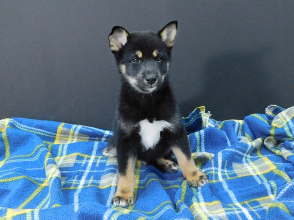 Shiba Inu DOG Male Black / Tan 1198 Petland Gallipolis, OH