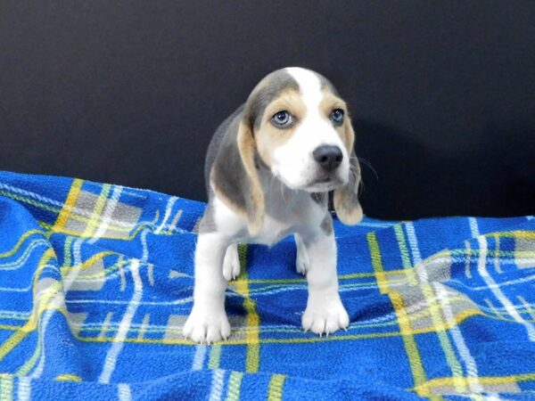 Beagle DOG Female blue and white 1199 Petland Gallipolis, OH