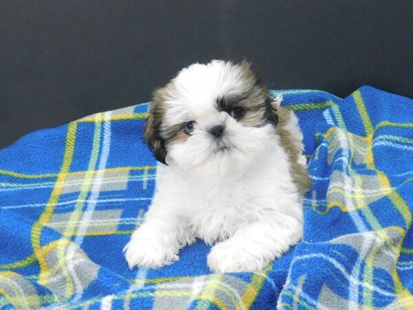 Shih Tzu DOG Female Gold / White 1202 Petland Gallipolis, OH