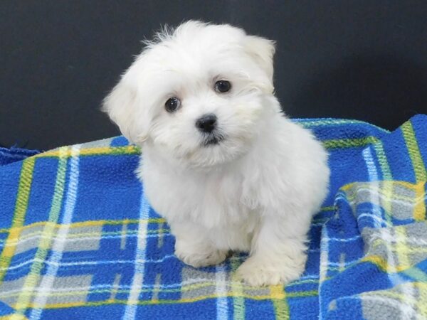 Teddy Bear-DOG-Female-Cream-1201-Petland Gallipolis, OH