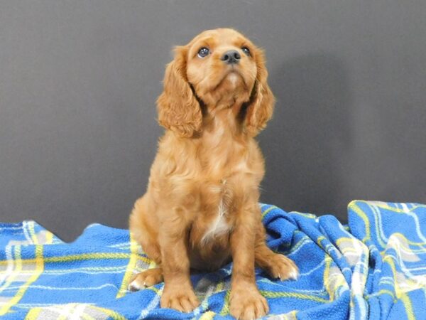 Cavalier King Charles Spaniel DOG Male Ruby 1200 Petland Gallipolis, OH