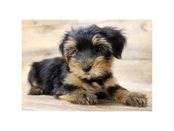 Yorkshire Terrier-DOG-Male-Black / Tan-1203-Petland Gallipolis, OH