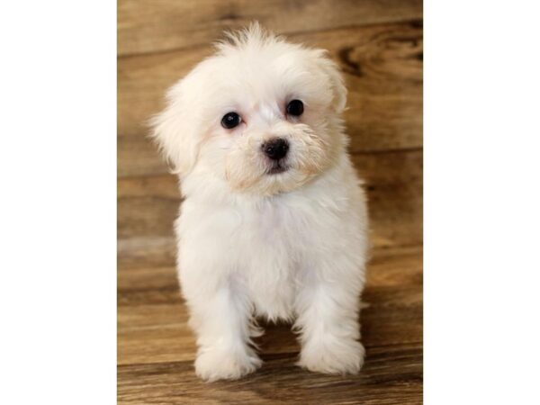 Maltese DOG Male White 1206 Petland Gallipolis, OH