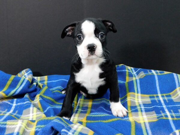 Boston Terrier DOG Male Black / White 1205 Petland Gallipolis, OH