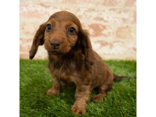 Dachshund-DOG-Male-Wild Boar-1208-Petland Gallipolis, OH