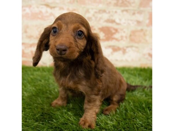 Dachshund DOG Male Wild Boar 1208 Petland Gallipolis, OH