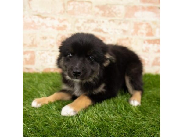 Miniature Australian Shepherd DOG Male Black 1209 Petland Gallipolis, OH