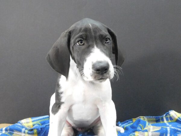 Great Dane DOG Female Black / White 1211 Petland Gallipolis, OH